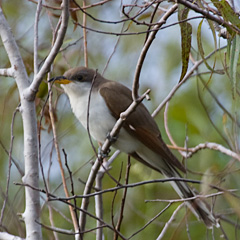 Yellow-billed Cuckoo