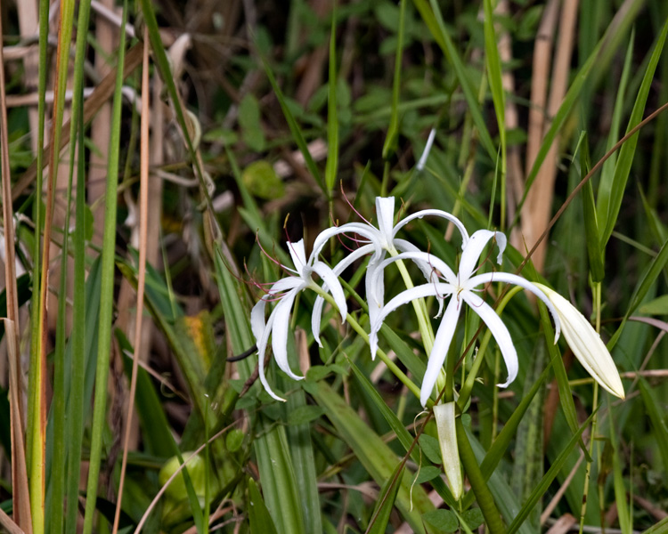 [String Lily]