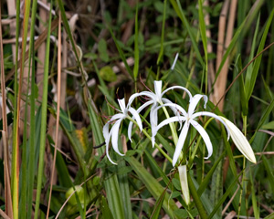 String Lily