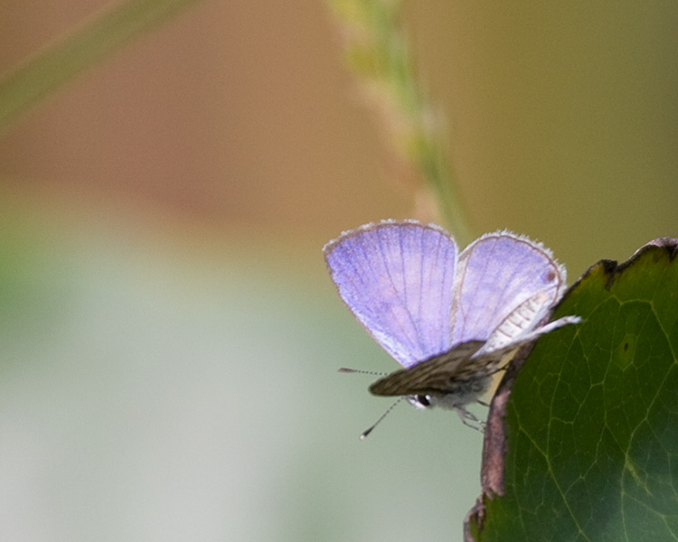 [Ceraunus Blue]