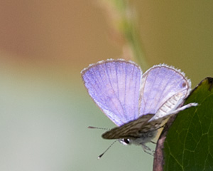 Ceraunus Blue