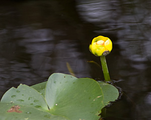 Spatterdock