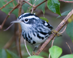 Black-and-white Warbler