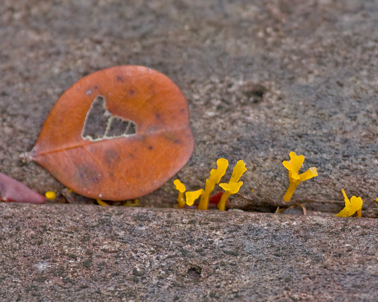 [Fungi and Leaf]