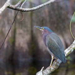 Green Heron