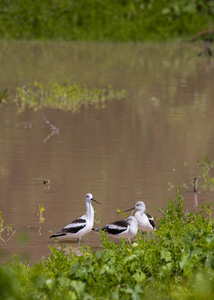 American Avocets