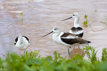 American Avocets