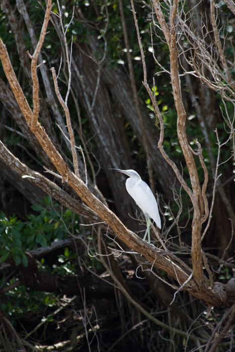 [Little Blue Heron]