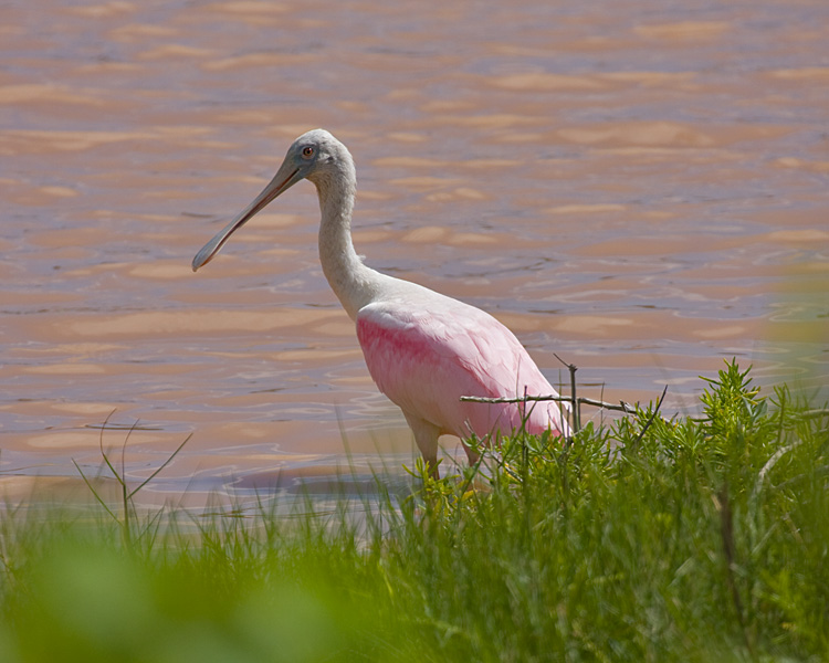 [Roseate Spoonbill]