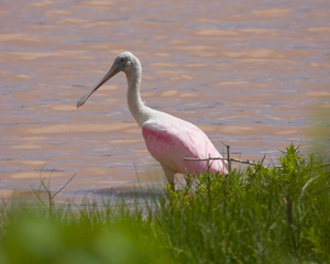 Roseate Spoonbill