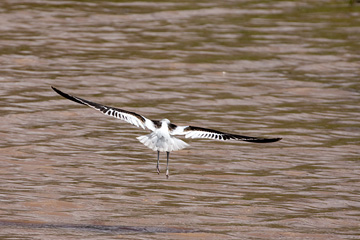 American Avocets