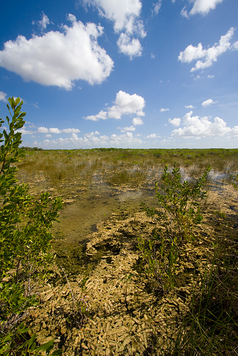 [Sky and Glades]