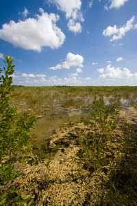 Sky and Glades