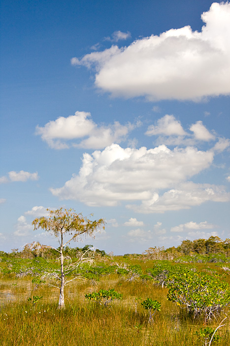 [Cypress meets Mangrove]