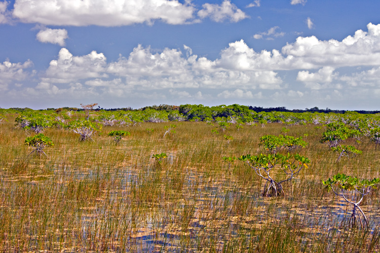 [Mangrove Prairie]