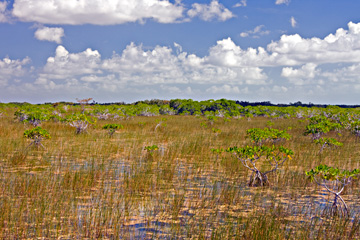 Mangrove Prairie