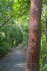 Gumbo Limbo Trail