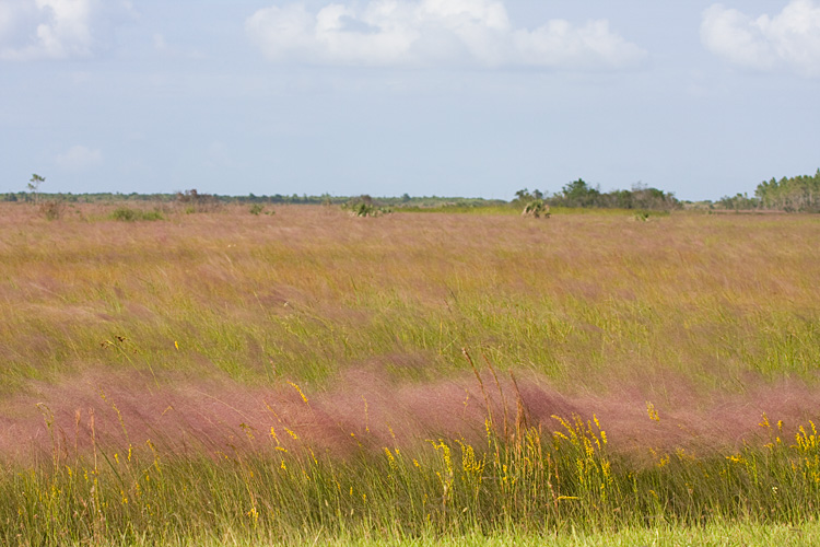 [Muhly Prairie]