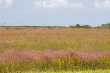 Muhly Prairie