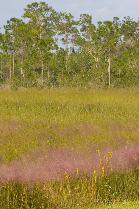 [Muhly and Pines]