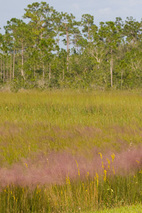 Muhly and Pines