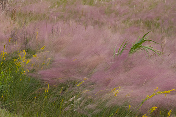 Muhly in Wind