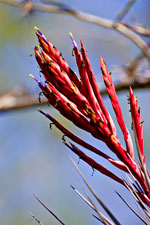 Cardinal Airplant