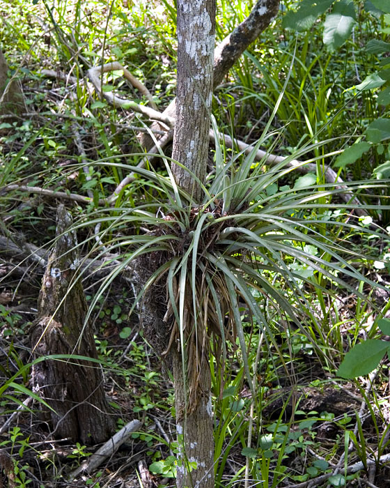 [Cypress and Cardinal Airplant]