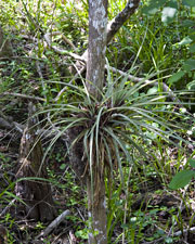 Airplant and Cypress