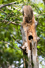 Hurricane Damage