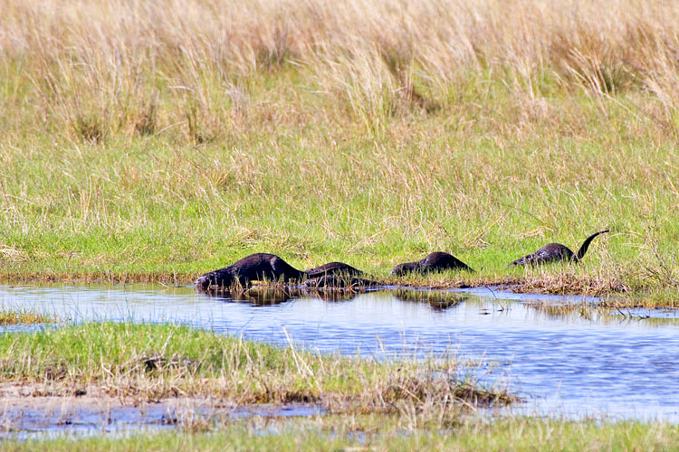 [River Otters]