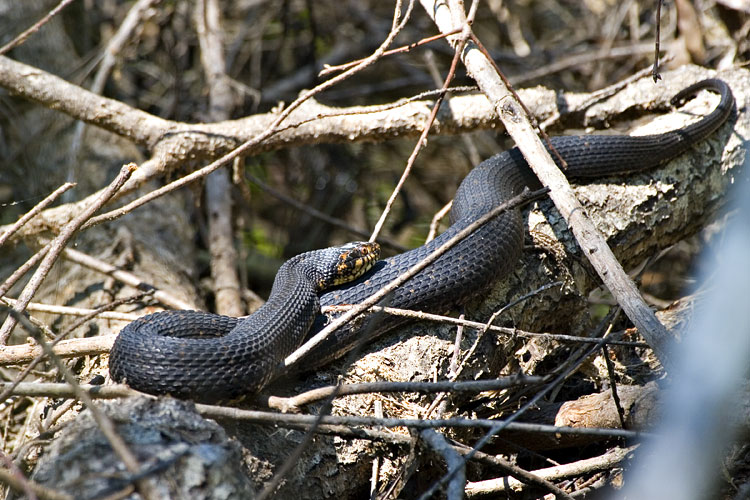 [Florida Water Snake]