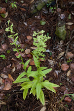 Toothpetal False Reinorchid