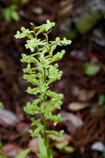 Toothpetal False Reinorchid