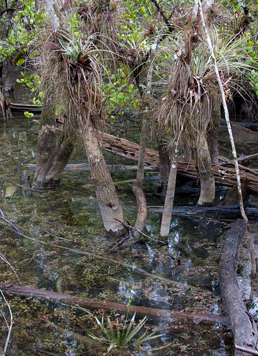 [Cypress Swamp]