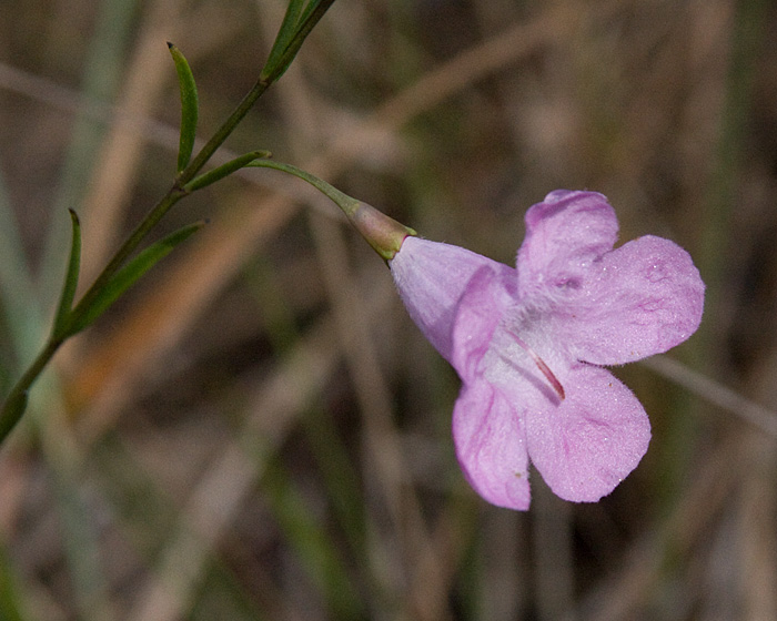 [Pineland Twinflower]