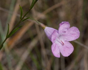 Pineland Twinflower