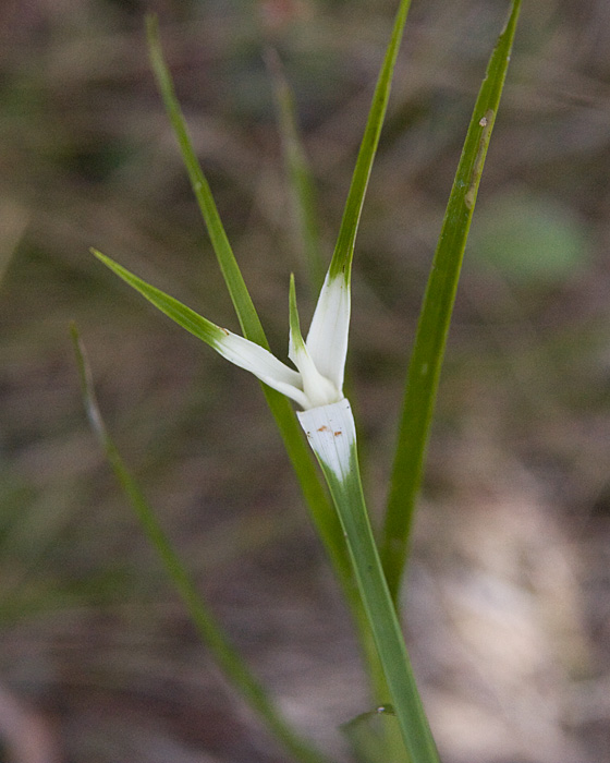 [Star-rush Whitetop]