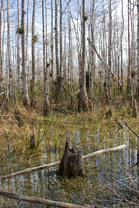 [Wet Cypress]