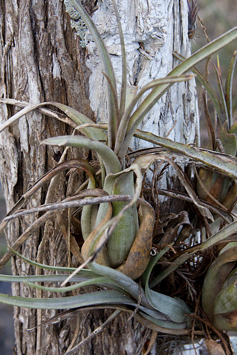 [Potbelly Airplant]