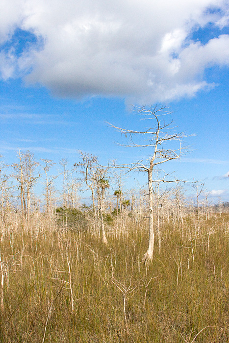 [Dwarf Cypress Prairie]