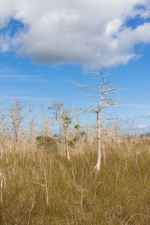 Dwarf Cypress