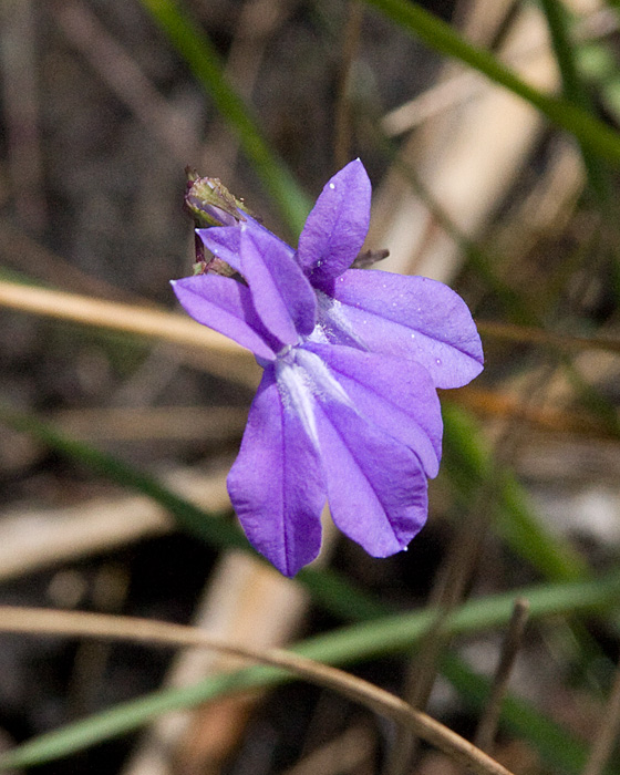 [Glades Lobelia]