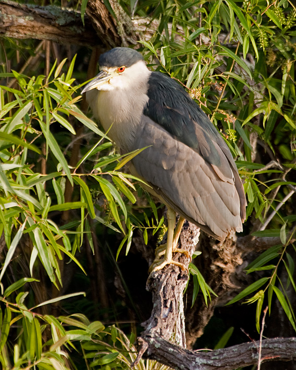 [Black-crowned Night-Heron]