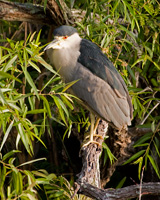 Black-crowned Night-Heron