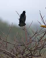 Red-winged Blackbird