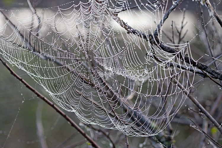 [Web and Dew]