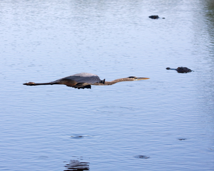 [Great Blue Heron, with Alligators]