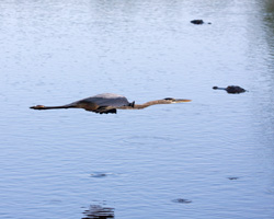 Great Blue Heron in flight