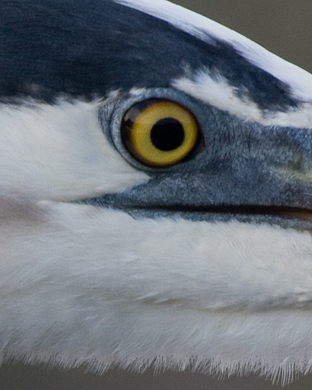 [Great Blue Heron]